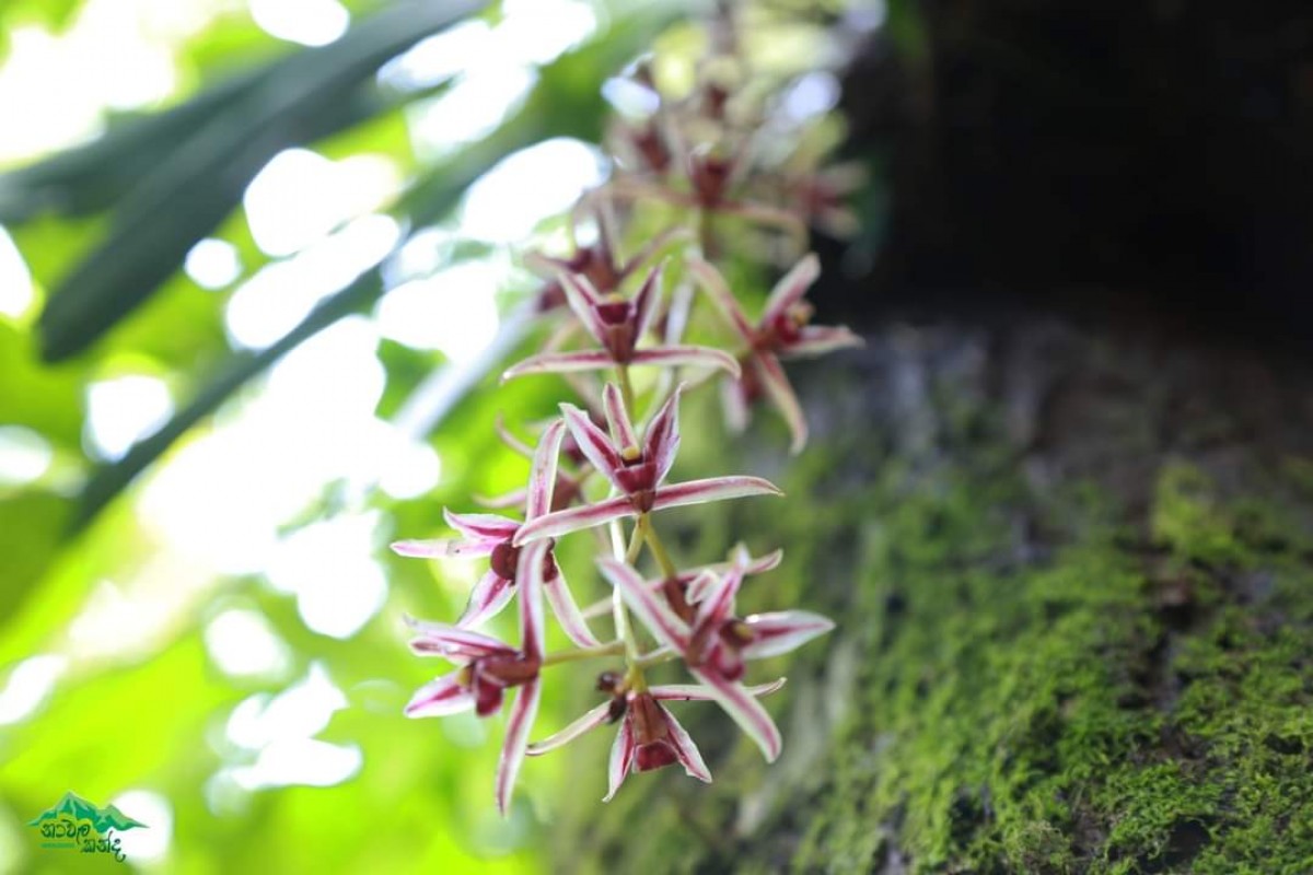 Cymbidium aloifolium (L.) Sw.